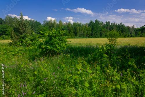 A meadow in the summer