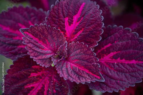 Red and green leaves of the coleus (Coleus scutellarioides). background of colourful leaves.