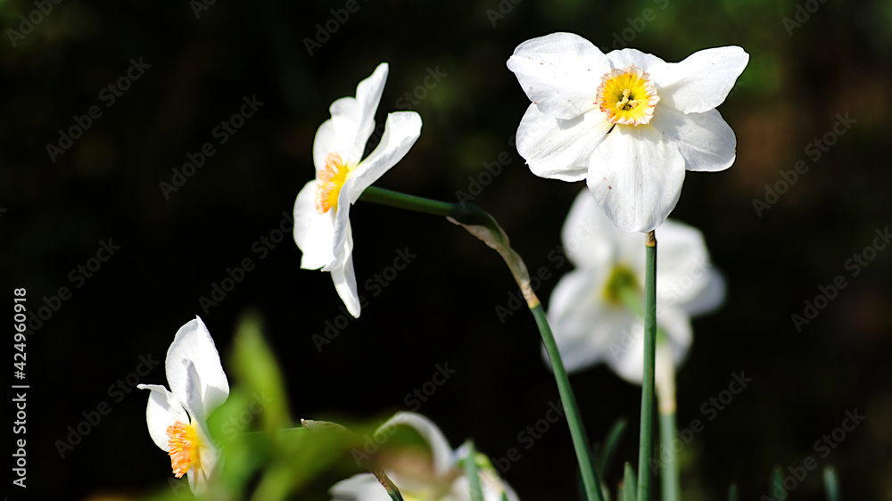 white daffodils