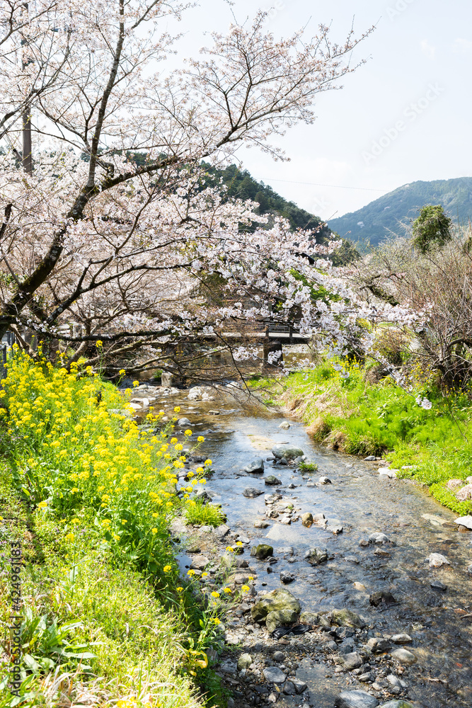 秋月野鳥川に架かる秀都橋と桜と菜の花の風景　福岡県朝倉市