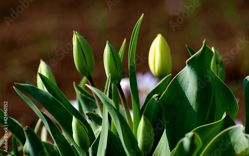 spring crocus flower