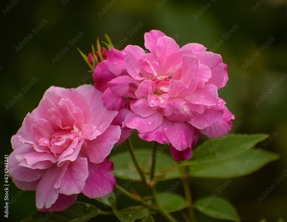 pink rose bush