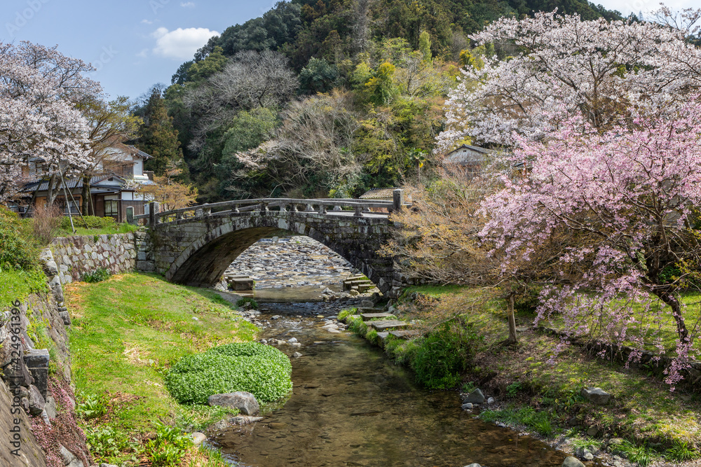 野鳥川に架かる石造秋月の目鏡橋と桜の風景