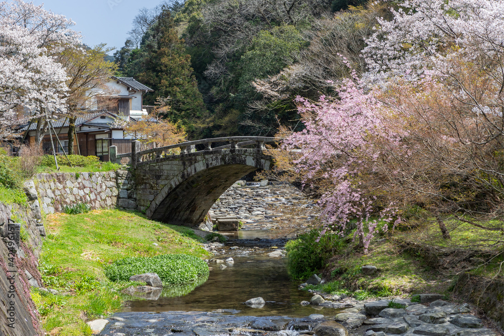 野鳥川に架かる石造秋月の目鏡橋と桜の風景