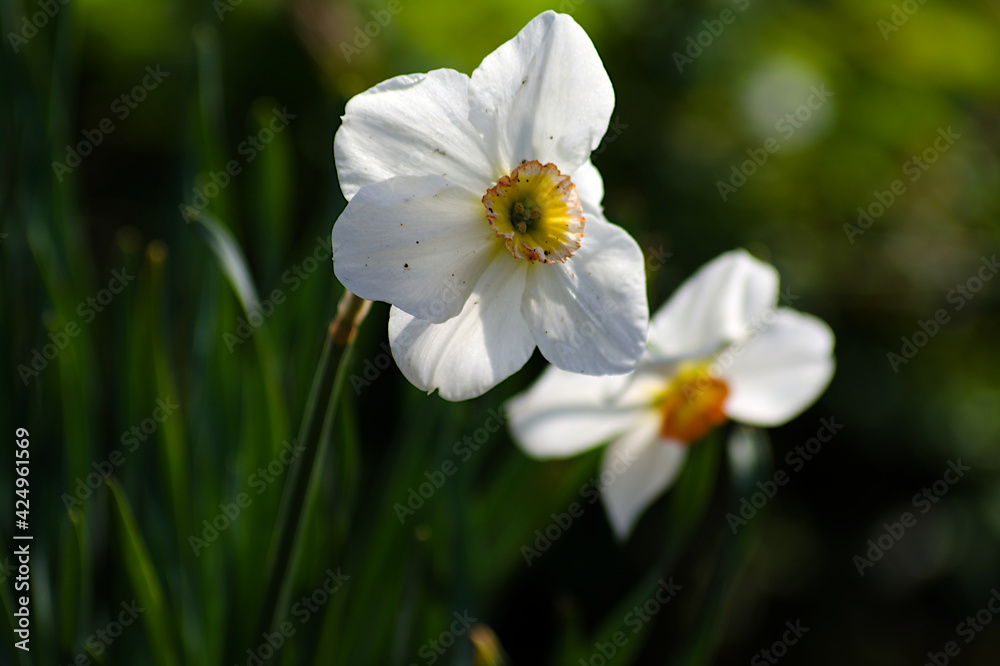 white and yellow flowers white and yellow flowers