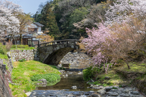 野鳥川に架かる石造秋月の目鏡橋と桜の風景