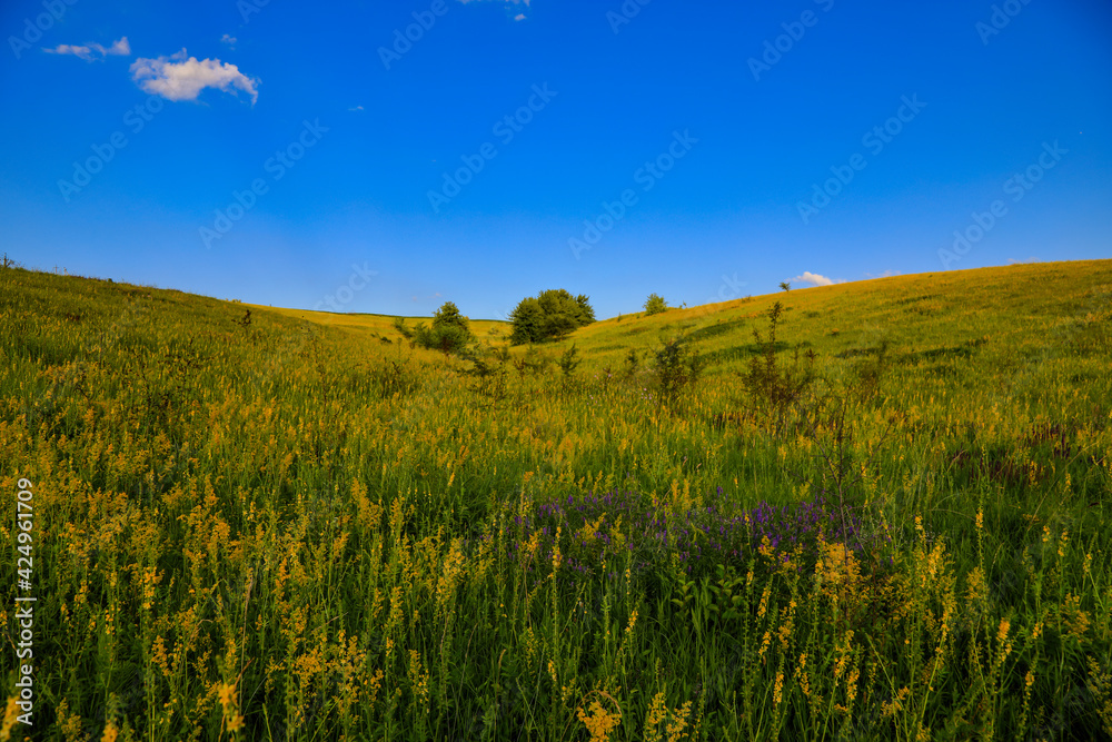 landscape, field grass and blue sky