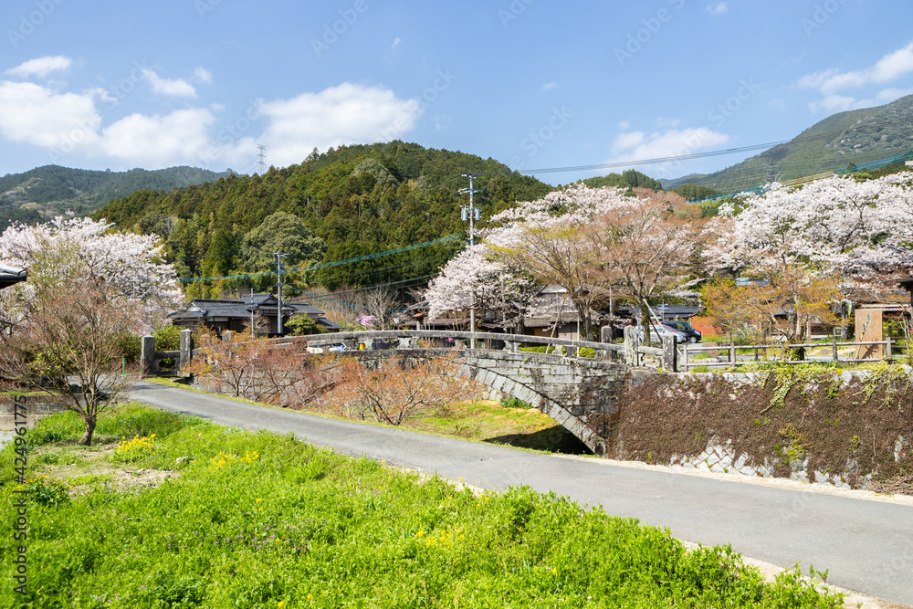 野鳥川に架かる石造秋月の目鏡橋と桜の風景