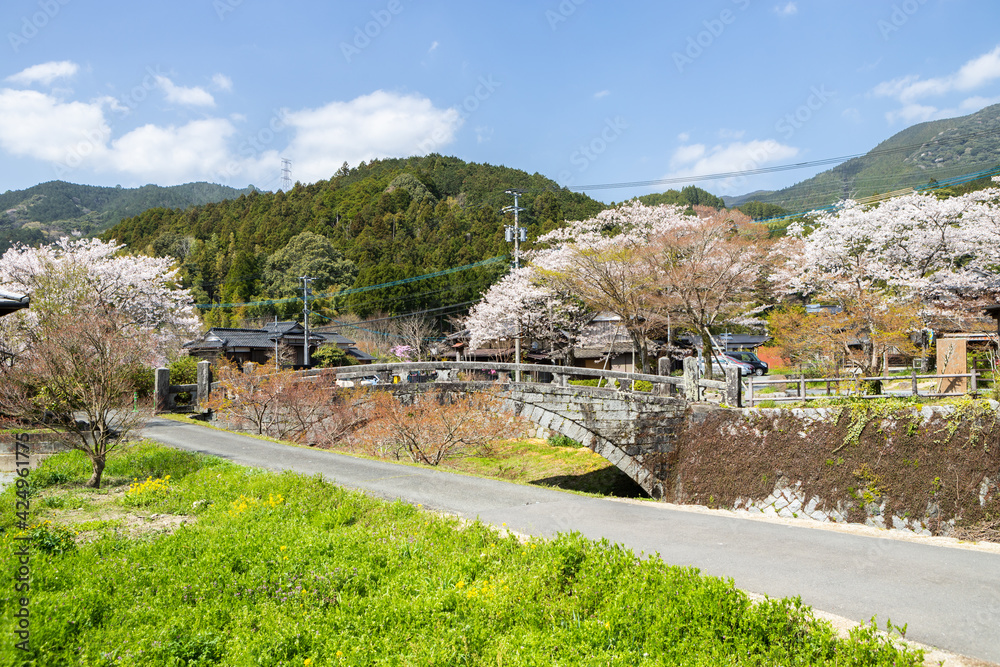 Fototapeta premium 野鳥川に架かる石造秋月の目鏡橋と桜の風景