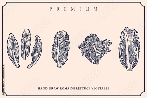 Engraved illustration of romaine lettuce vintage set