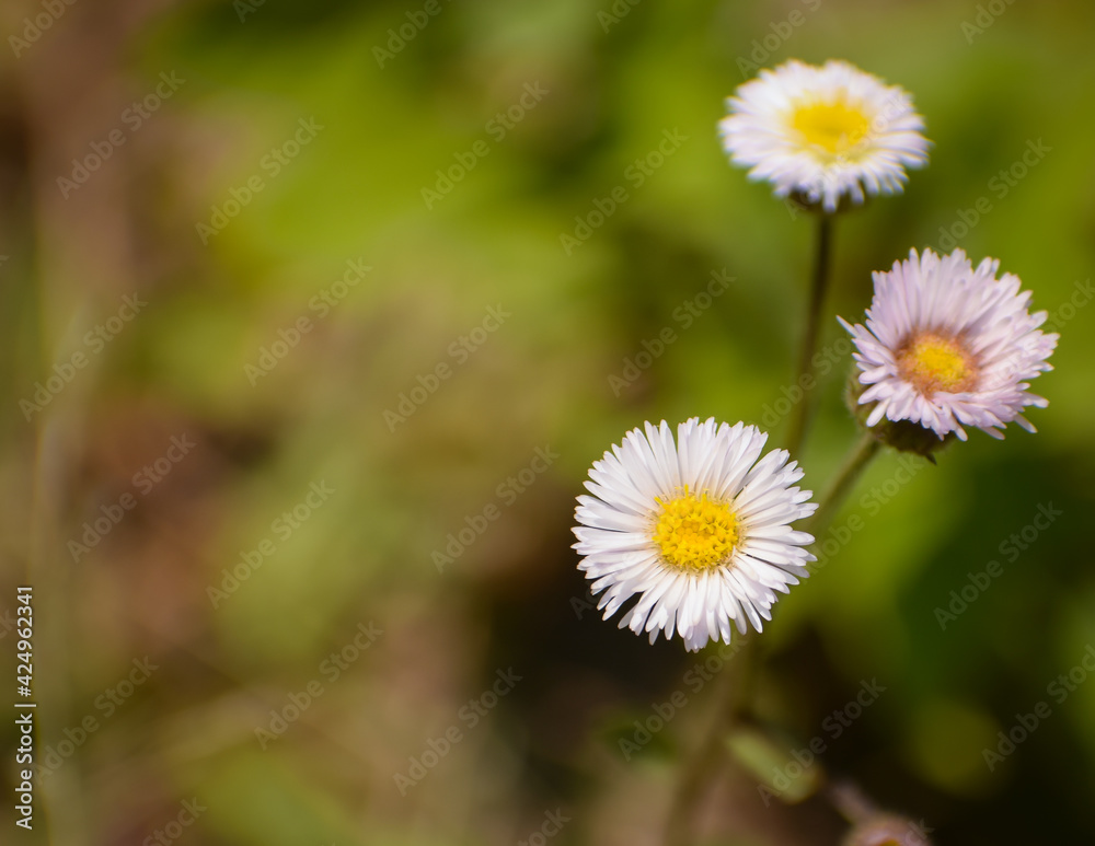 daisy in the garden