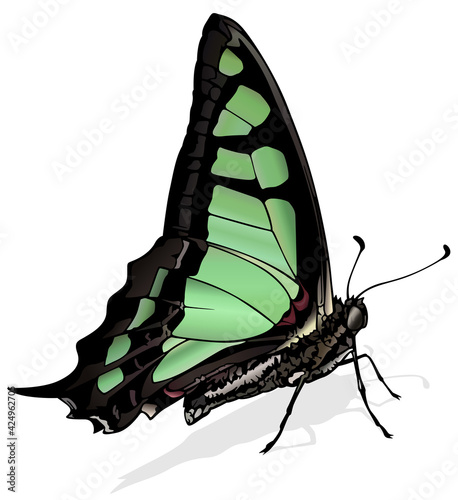 Glassy Bluebottle - Beautiful Butterfly Graphium cloanthus Isolated on White Background, Vector Illustration photo