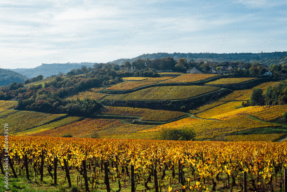 Un paysage d'un vignoble automnal. Des vignes en automne. La Côte-d'Or en automne. Des vignes dorées en automne. Un village au dessus des vignes.