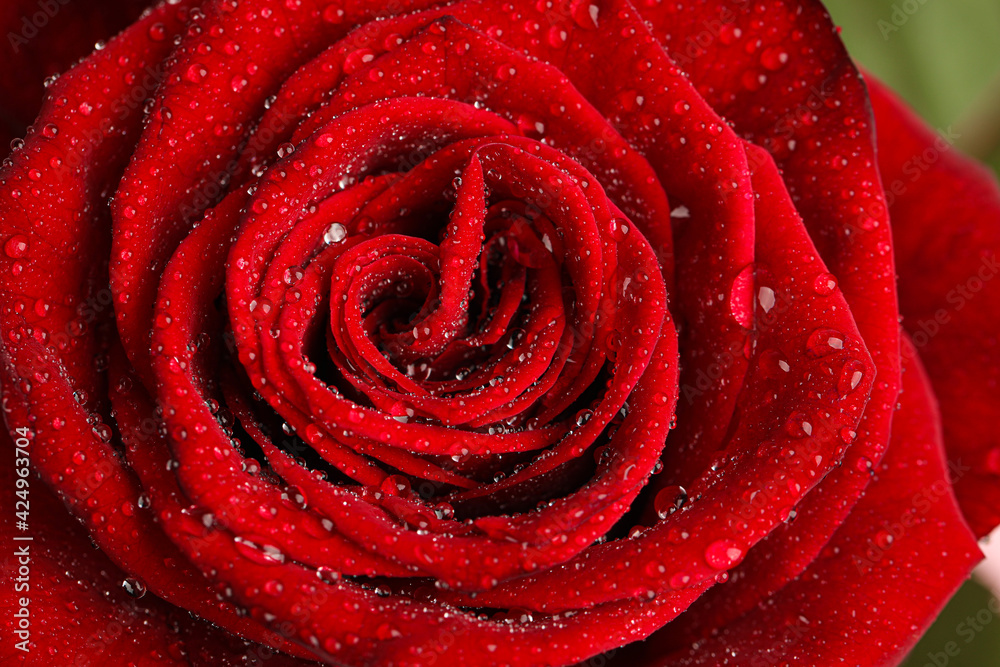 Beautiful red rose flower with water drops on green background, closeup Beautiful red rose flower with water drops on green background, closeup