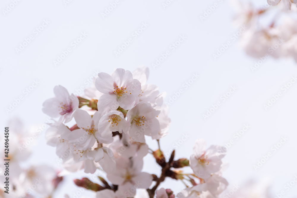桜咲く 桜咲く