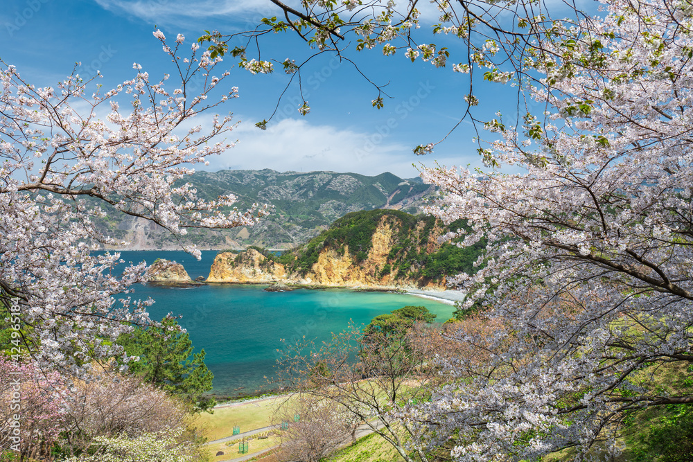 満開の桜と青空広がる西伊豆黄金崎の風景　3月