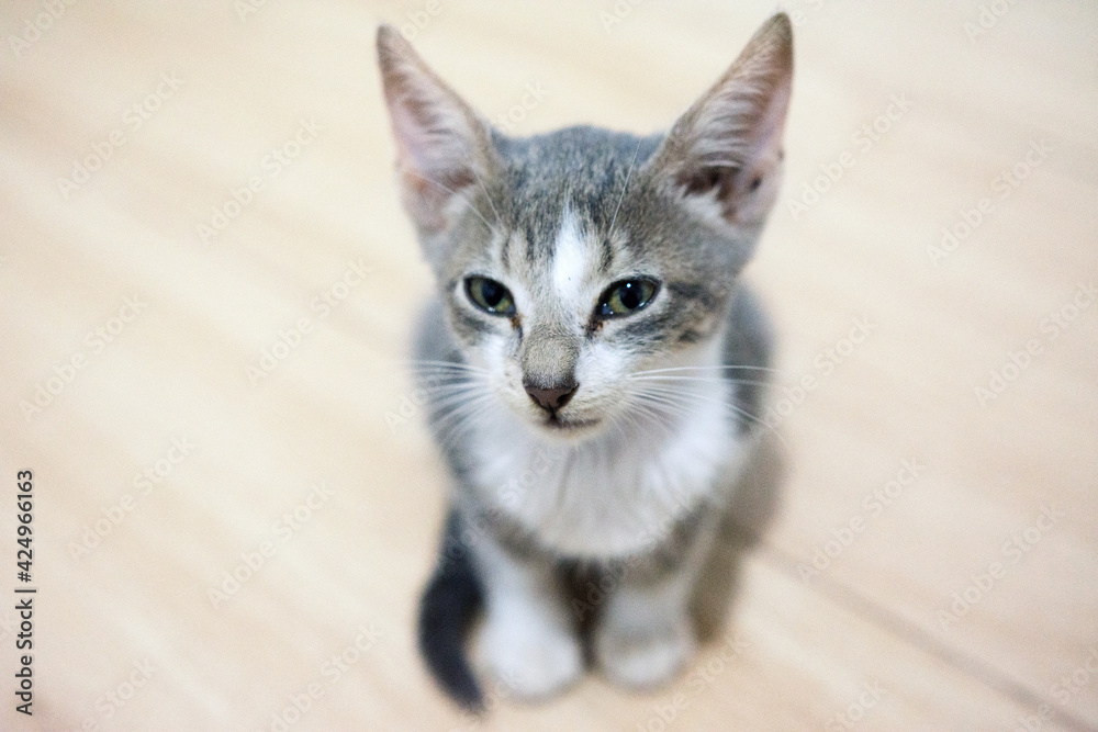 Cute grey little cat against wooden floor