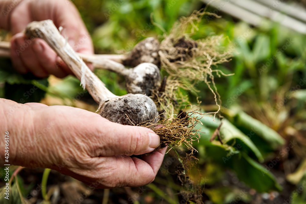Elderly female hands holding fresh raw garlic plants, harvesting and farming in the own garden