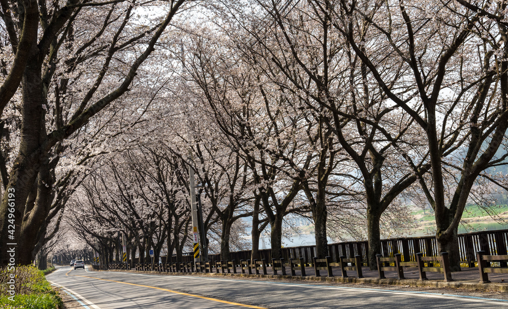 Obraz premium 하얀 벚꽃이 활짝 핀 가로수 길