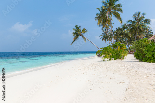 Coconut tree on a white sandy beach and crystal clear water in the Maldives