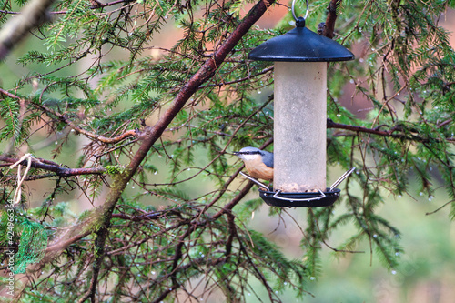 Bird eating from feeder