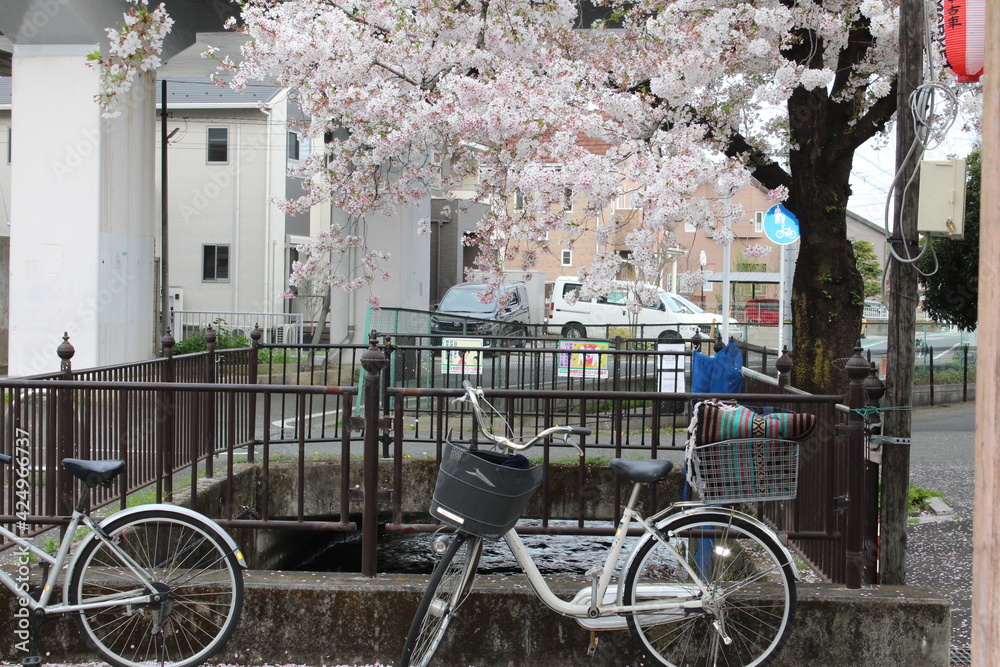 Fototapeta premium Takasaki Sakura Cherry Blossoms and Lanterns - April 3rd, 2021