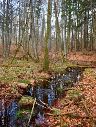 strean in the forest photo