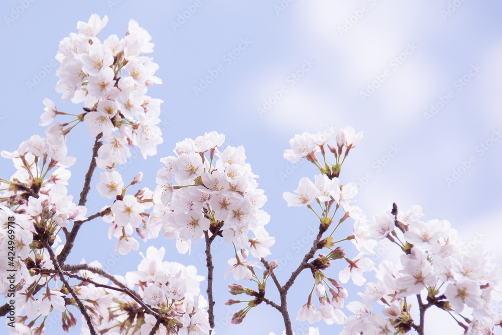 Sakura Sakura