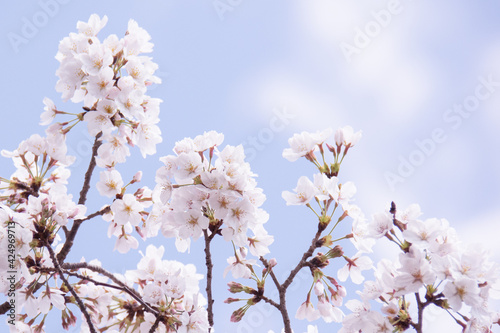 Sakura