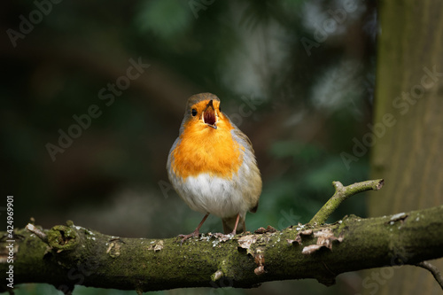 Fényképezés robin on a branch singing joyfully with beak wide open