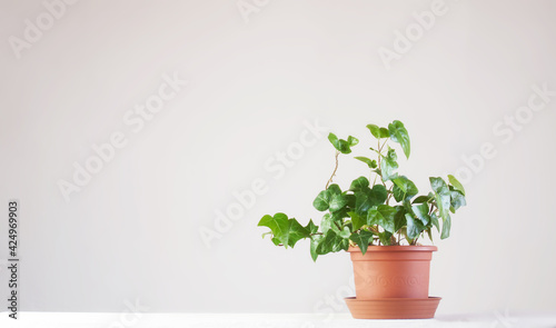 Home plant on a light background 