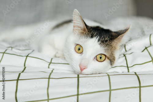 Fototapeta Naklejka Na Ścianę i Meble -  White cat on a grey background lies on a sofa