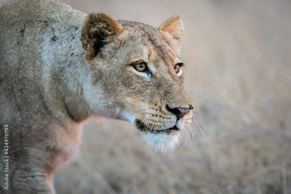 Lioness