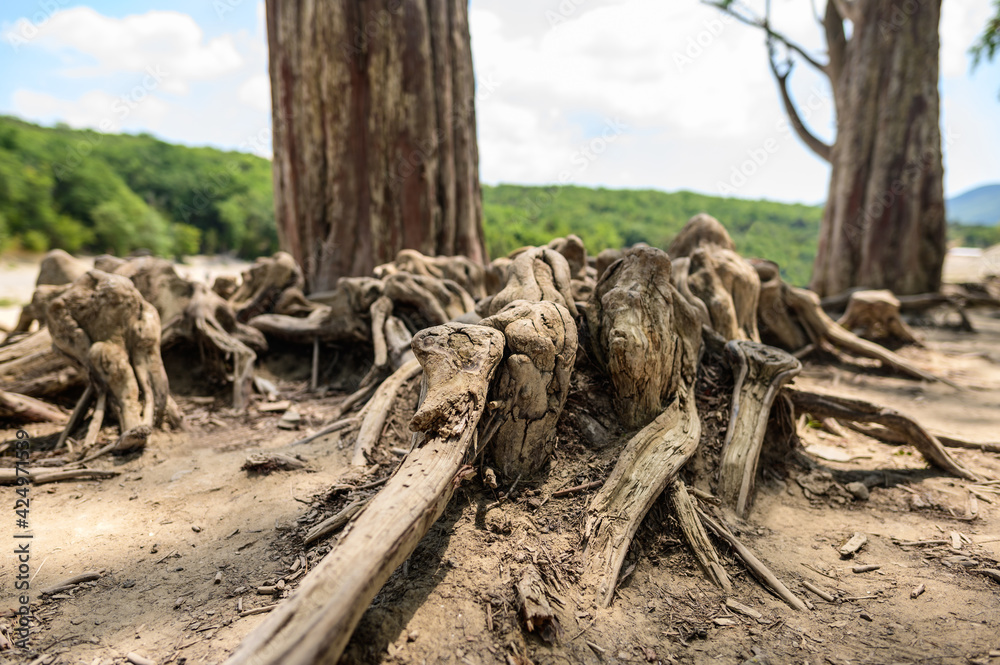 Old dry cypress roots sticking out of the ground. Selective focusing to the foreground. Old dry cypress roots sticking out of the ground. Selective focusing to the foreground.