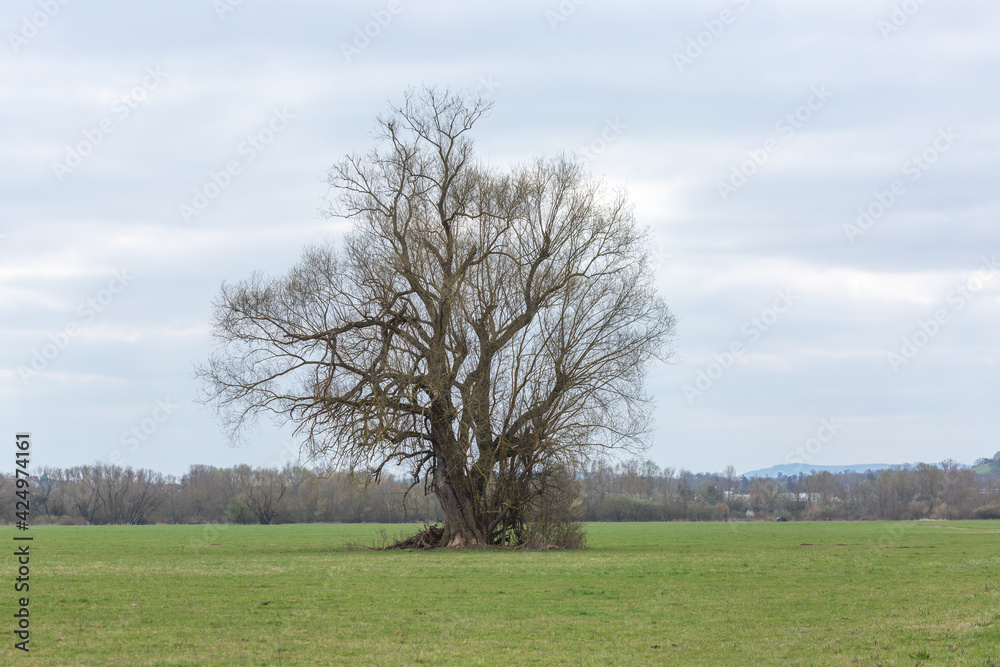 Solitär stehender alter Baum an der Lahn bei Gießen zwischen Allendorf und Heuchelheim, Hessen, Deutschland Solitär stehender alter Baum an der Lahn bei Gießen zwischen Allendorf und Heuchelheim, Hessen, Deutschland
