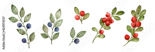 Wallpaper Mural Set of watercolor hand drawings of blueberries and lingonberries isolated on white background. Collection of wild berries. Torontodigital.ca