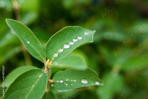 Water drops on green leaves. Soft focus. Close-up.