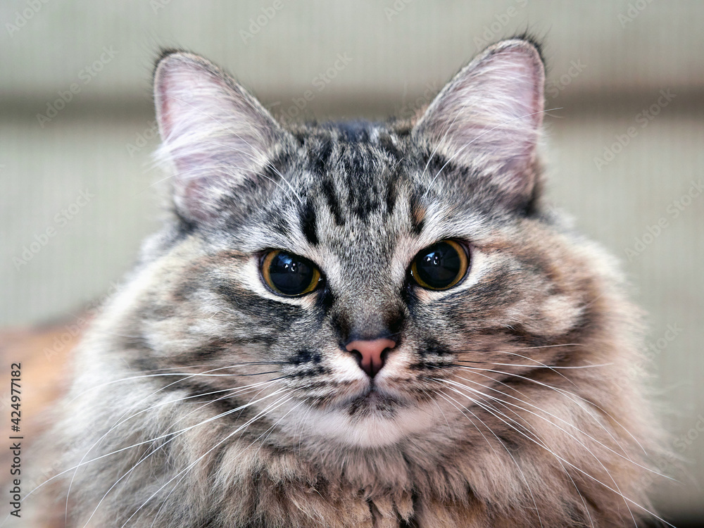 Portrait of a Norwegian forest cat on a light background.