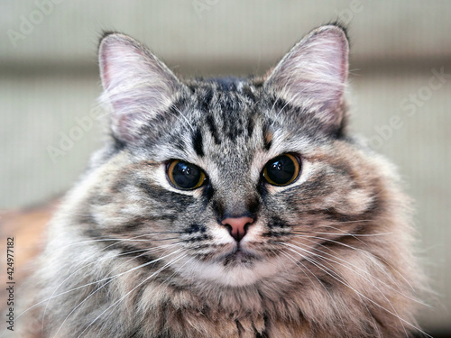 Portrait of a Norwegian forest cat on a light background.