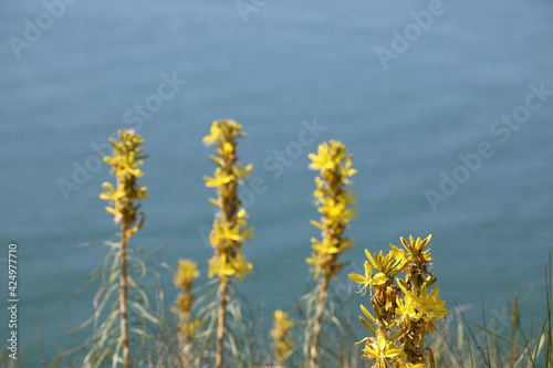 Yellow rapeseed flowers against Black Sea Coast, Kaliakra, Dobrich Region, Bulgaria photo