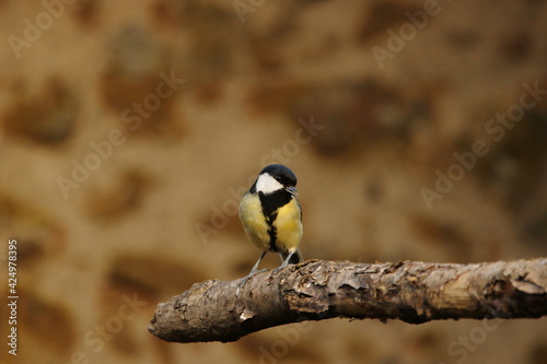 Great tit on a perch