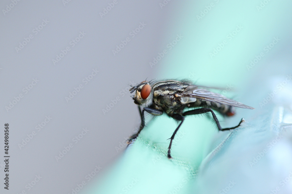 fly on surface fly on surface