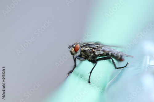 fly on surface