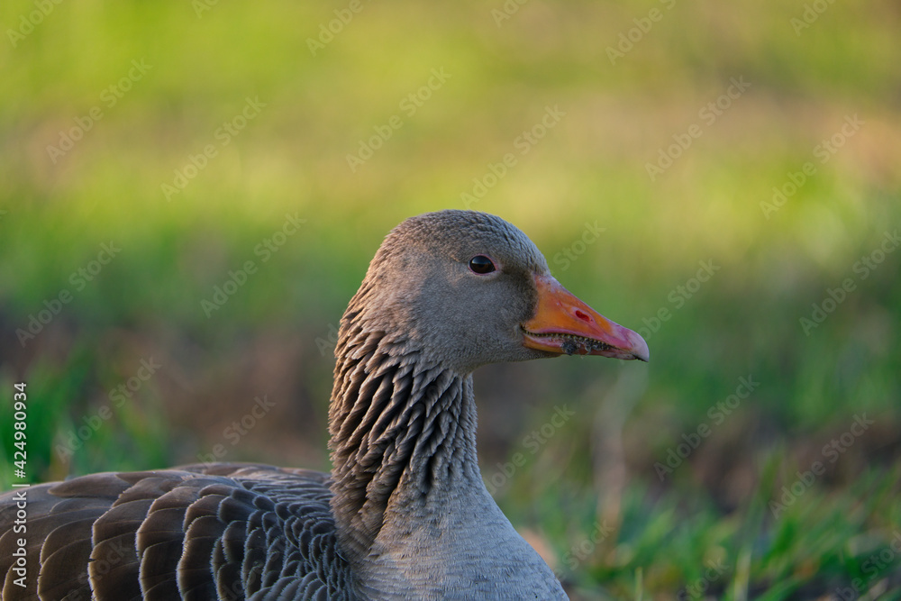 the a portrait of a greylag goose Anser Anser at the morning the a portrait of a greylag goose Anser Anser at the morning