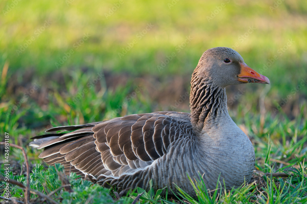 the a portrait of a greylag goose Anser Anser at the morning the a portrait of a greylag goose Anser Anser at the morning