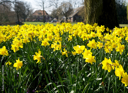 Fototapeta Naklejka Na Ścianę i Meble -  field with blooming yellow daffodils in the spring