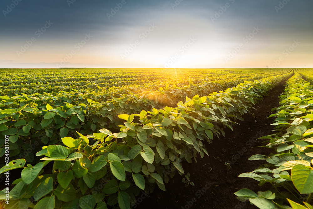Obraz premium Open soybean field at sunset.