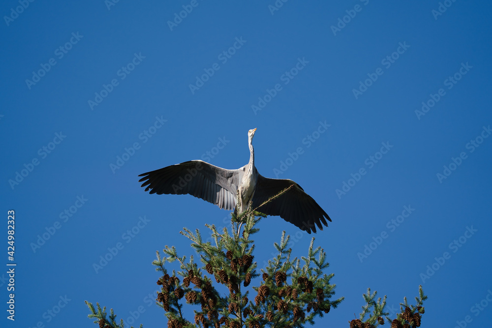 a grey heron sits on a huge conifer tree and swings its large wings a grey heron sits on a huge conifer tree and swings its large wings