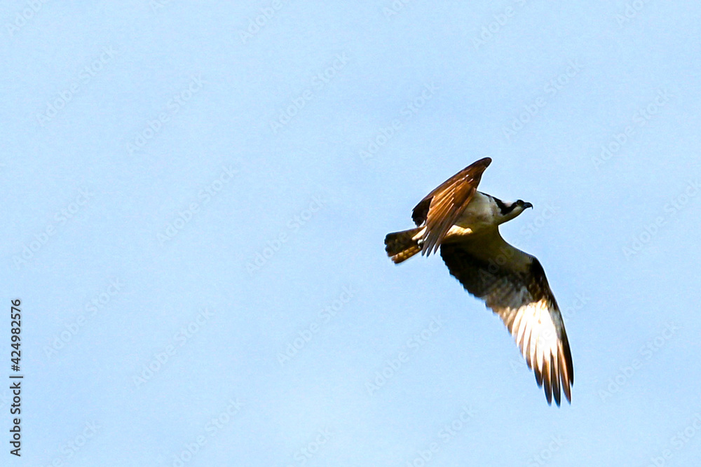 Obraz premium Osprey in flight