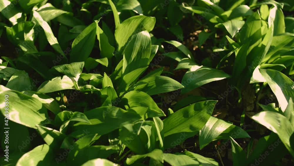 detailed view to wild bear garlic in forest. 4K video footage.Spring herb bears garlic or Allium ursinum footage. detailed view to wild bear garlic in forest. 4K video footage.Spring herb bears garlic or Allium ursinum footage.